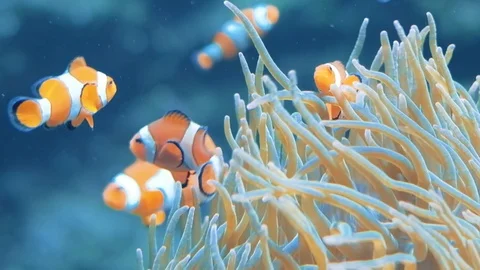 Clownfish swimming Stock Footage 96418045