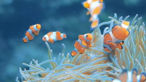 Clownfish swimming Stock Footage 96418087