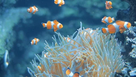 Clownfish swimming Stock Footage 96418101
