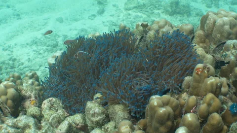 Clownfish swimming Stock Footage 281930066