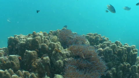 Clownfish swimming Stock Footage 281930068