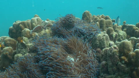 Clownfish swimming Stock Footage 281930143