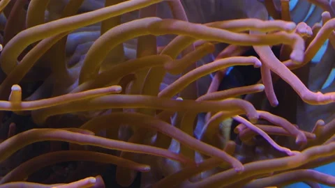 A clownfish swims between an anemone's Stock Footage 135979739