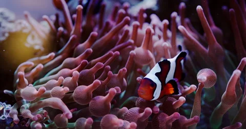 Clownfish Swims in a Rainbow Bubble Tip Anemone in a Saltwater Reef Aquarium Stock Footage 289312807