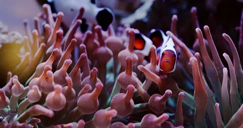 Clownfish Swims in a Rainbow Bubble Tip Anemone in a Saltwater Reef Aquarium Stock Footage 289313335