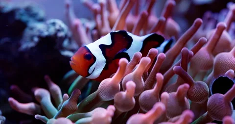 Clownfish Swims in a Rainbow Bubble Tip Anemone in a Saltwater Reef Aquarium Stock Footage 289313772