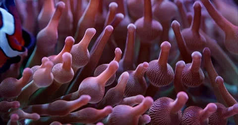 Clownfish Swims in a Rainbow Bubble Tip Anemone in a Saltwater Reef Aquarium Stock Footage 289314523