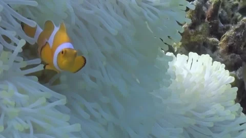 Clownfish Tango Among the Swaying Tentacles of Their Anemone Home 스톡 동영상 344480932
