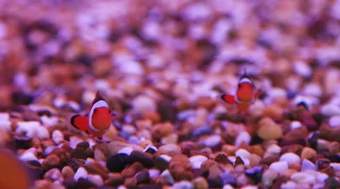 Clownfish in a tank Stock Footage 46193802