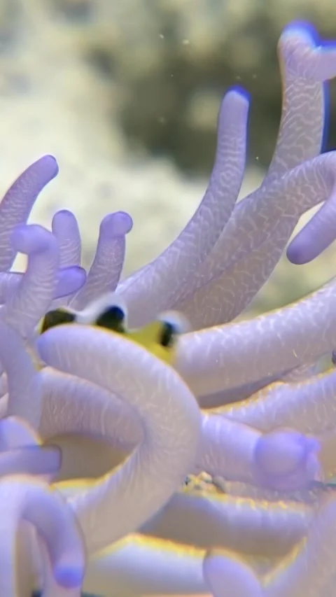 Clownfish thrive amid luminous bubble tip anemone in Red Sea Stock Footage 311377429