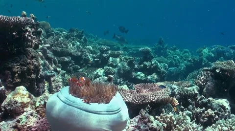 Clownfish in a white sea anemone Stock Footage 42006853