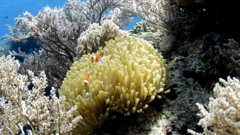 Clownfish in a Yellow Anemone Video stock 112233996