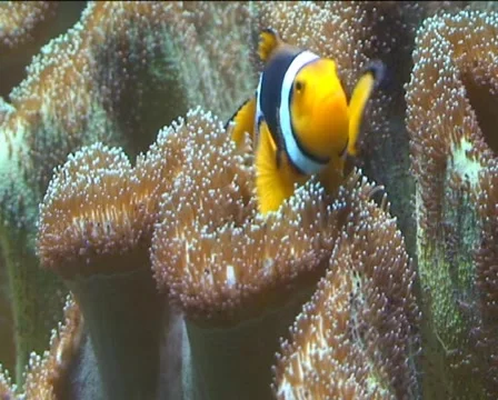 Clownfish1 Stock Footage 5186362