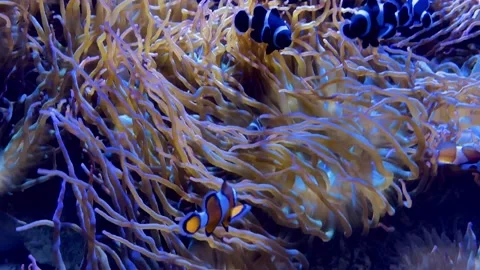 ClownFish1 Video stock 130685789