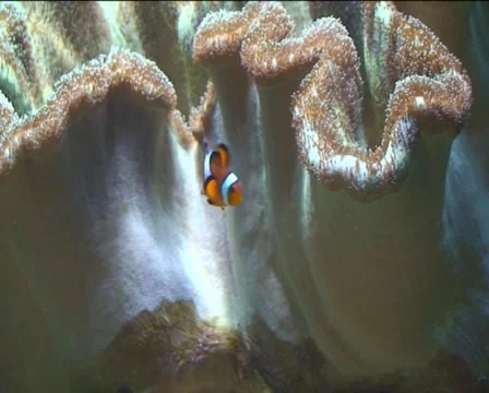 Clownfish2 Stock Footage 5186340