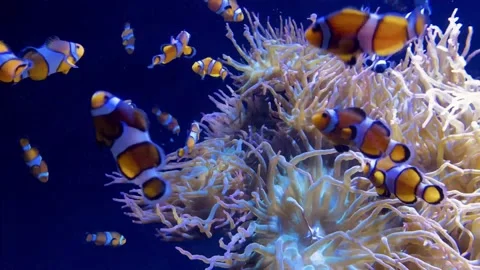 ClownFish2 Video stock 130685733