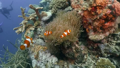 Clownfishes and anemone in Coron, Philippines Stock Footage 322007341