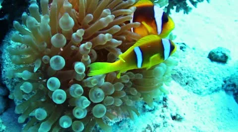 Clownfishes and anemone Stock Footage 10587169