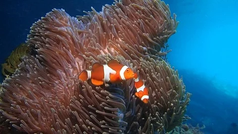 Clownfishes in anemone Stock Footage 112037298