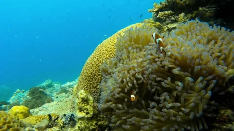 Clownfishes in anemones Stock Footage 43466874