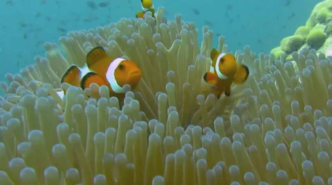 Clownfishes in anemones on the ocean bottom 動画素材 39089675