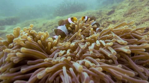 Clownfishes in anemones on the ocean bottom 動画素材 49096548