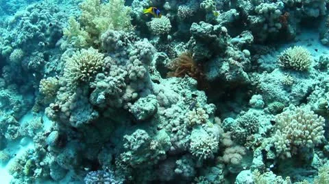 Clownfishes 動画素材 10586796