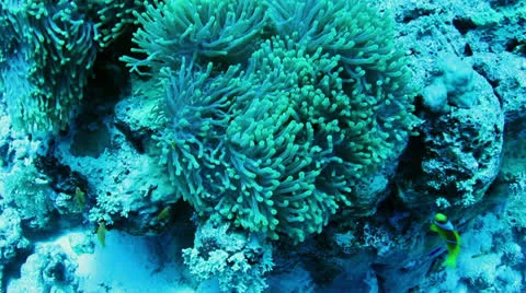 Clownfishes 動画素材 24235025