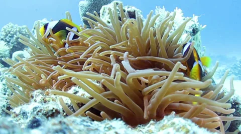 Clownfishes Stock Footage 39501538