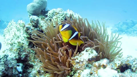 Clownfishes Stock Footage 39502398