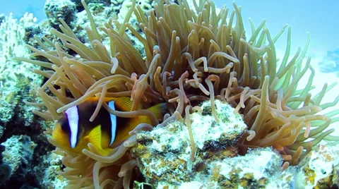 Clownfishes Stock Footage 39503159