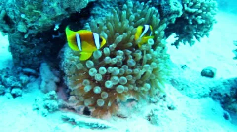 Clownfishes macro 動画素材 10587145