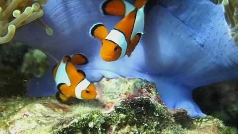 Clownfishs and eggs Stock Footage 119150715