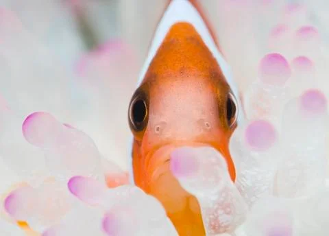 Clowns face Stock Photos