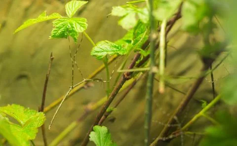 Clsoe up on  Phasmatidae on the leaf Stock Photos