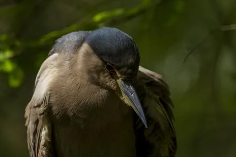 Clsose up view of the head of a black crowned night heron Stock Photos