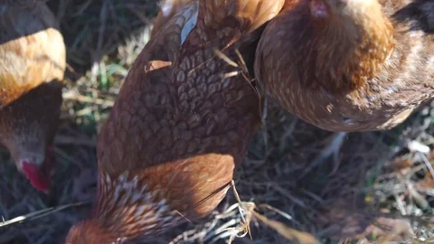 Clucking Hens Stock Footage 76622220