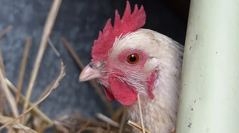 Clucky Chicken.MTS Видео 22906110