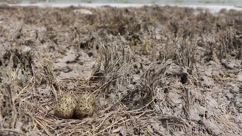 Clucth of 4 Wilson's Phalaropes eggs Stock-Footage 120699866