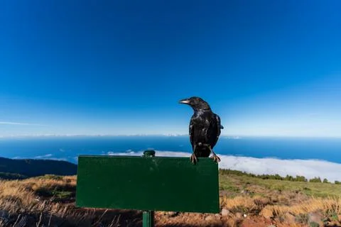 Clueless crow over the empty sign for text Foto stock