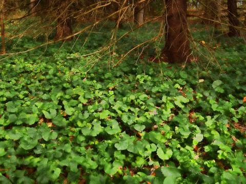 A cluff of clover Stock Photos
