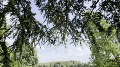 Clumber Park Stock Footage 317628782