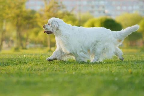 Clumber Spaniel Contemplating on Deck Stock Photos