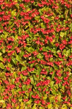 Clump of begonias Stock Photos