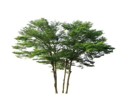 Clump of big trees Stock Photos