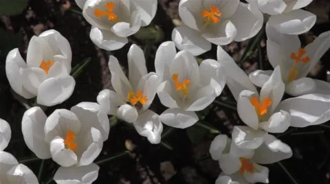 Clump of Brindle in a garden on a cool spring morning. A lot of bees flying o Stock Footage 58813133