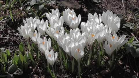 Clump of Brindle in a garden on a cool spring morning. A lot of bees flying o Video stock 58813150