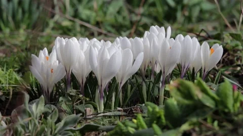 Clump of Brindle in a garden on a cool spring morning. A lot of bees flying o Stock Footage 58813304