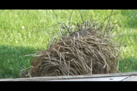 Clump of dead grass Stock Footage 284539