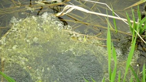 Clump eggs pond water common frog Rana temporaria spawning stream Stockbeeldmateriaal 333773394